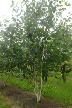 BETULA utilis Motte cépée hauteur 250-300 cm