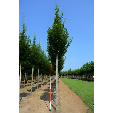 CARPINUS betulus FASTIGIATA Motte tige hauteur du tronc 190-210 cm circonférence du tronc 16-18 cm