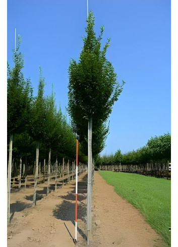 CARPINUS betulus FASTIGIATA Motte tige hauteur du tronc 190-210 cm circonférence du tronc 16-18 cm
