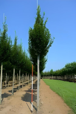 CARPINUS betulus FASTIGIATA Motte tige hauteur du tronc 190-210 cm circonférence du tronc 16-18 cm