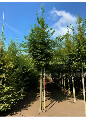 CARPINUS betulus Motte tige hauteur du tronc 190-210 cm circonférence du tronc 16-18 cm