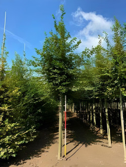 CARPINUS betulus Motte tige hauteur du tronc 190-210 cm circonférence du tronc 16-18 cm