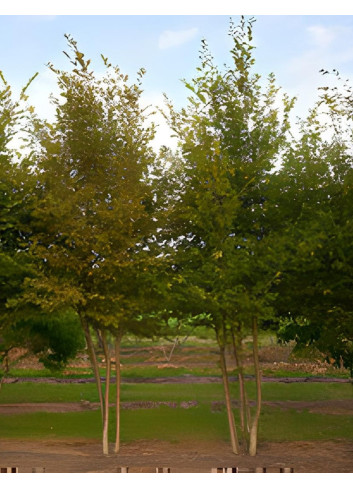 CARPINUS betulus Motte cépée hauteur 300-350 cm