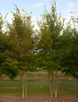 CARPINUS betulus Motte cépée hauteur 300-350 cm
