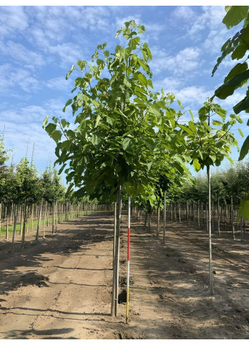CATALPA bignonioides Motte tige hauteur du tronc 190-210 cm circonférence du tronc 18-20 cm