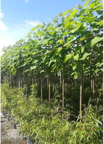 CATALPA bignonioides En pot de 30-35 litres tige hauteur du tronc 190-210 cm circonférence du tronc 10-12 cm