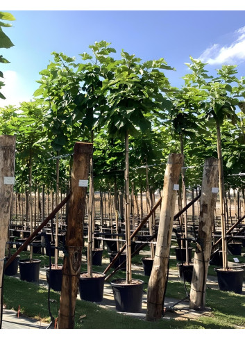 CATALPA bignonioides En pot de 50-70 litres tige hauteur du tronc 190-210 cm circonférence du tronc 14-16 cm