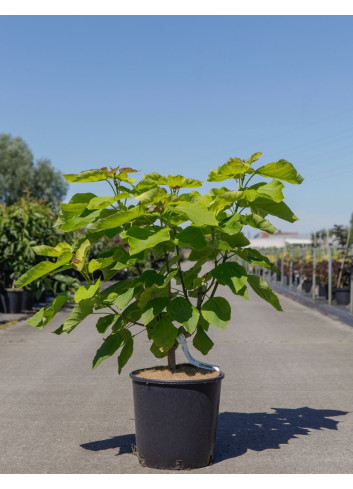 CATALPA bignonioides AUREA En pot de 12-15 litres buisson hauteur 080-100 cm