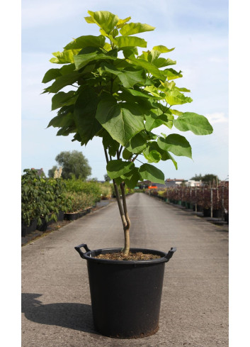 CATALPA bignonioides AUREA En pot de 35-50 litres buisson hauteur 125-150 cm