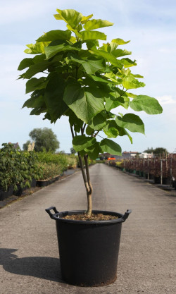CATALPA bignonioides AUREA En pot de 35-50 litres buisson hauteur 125-150 cm