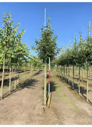 CELTIS australis Motte biodégradable tige hauteur du tronc 190-210 cm circonférence du tronc 16-18 cm