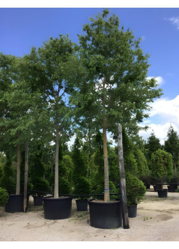 CELTIS australis