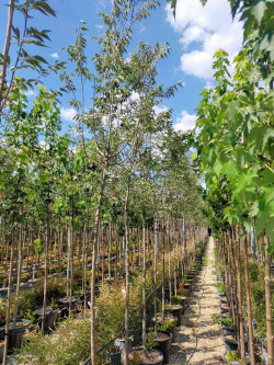 CELTIS australis En pot de 30-35 litres tige hauteur du tronc 190-210 cm circonférence du tronc 08-10 cm
