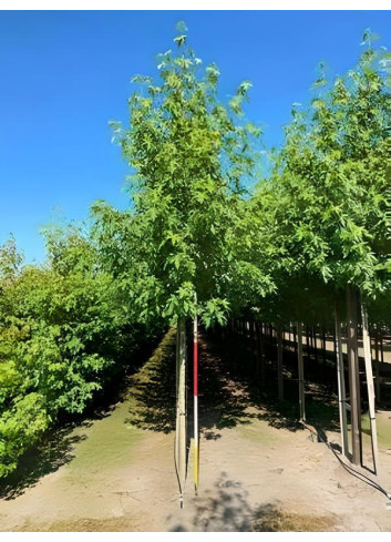 Liquidambar Styraciflua Worplesdon Motte biodégradable tige hauteur du tronc 190-210 cm circonférence du tronc 16-18 cm