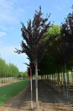 PRUNS Cerasifera PISSARDII Motte tige hauteur du tronc 190-210 cm circonférence du tronc 16-18 cm