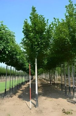 Magnolia Kobus Motte biodégradable tige hauteur du tronc 190-210 cm circonférence du tronc 18-20 cm