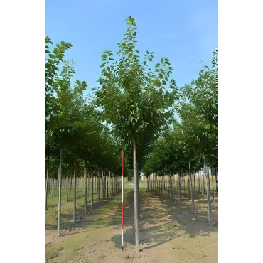 PRUNUS serrulata KANZAN Motte tige hauteur du tronc 190-210 cm circonférence du tronc 16-18 cm