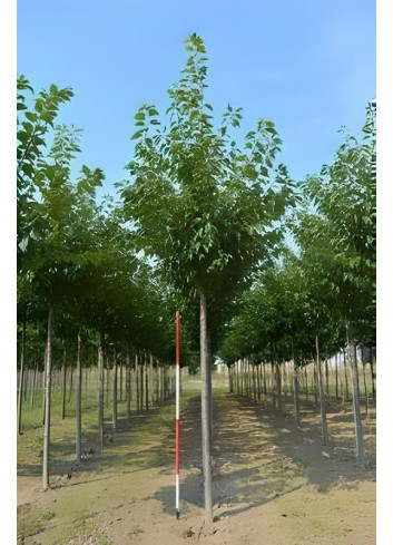 PRUNUS serrulata KANZAN Motte tige hauteur du tronc 190-210 cm circonférence du tronc 16-18 cm