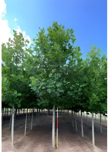 LIRIODENDRON tulipifera Motte tige hauteur du tronc 190-210 cm circonférence du tronc 18-20 cm