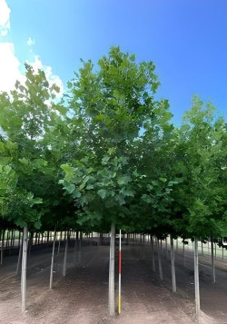 LIRIODENDRON tulipifera Motte tige hauteur du tronc 190-210 cm circonférence du tronc 18-20 cm