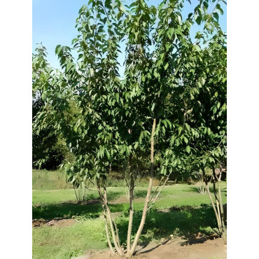 PRUNUS serrulata KANZAN Motte cépée hauteur 250-300 cm