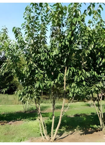 PRUNUS serrulata KANZAN Motte cépée hauteur 250-300 cm