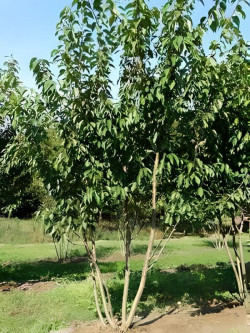 PRUNUS serrulata KANZAN Motte cépée hauteur 250-300 cm