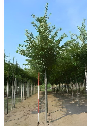 PRUNUS ACCOLADE Motte tige hauteur du tronc 190-210 cm circonférence du tronc 18-20 cm