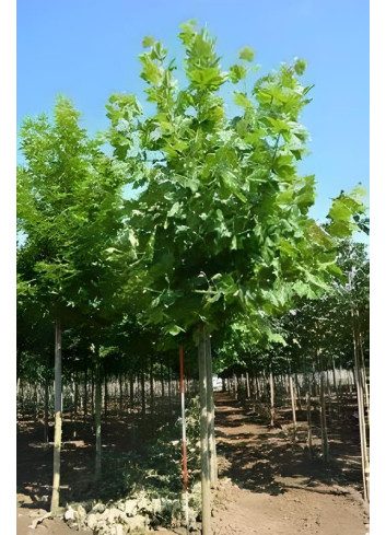 PLATANUS acerifolia Motte tige hauteur du tronc 190-210 cm circonférence du tronc 20-25 cm