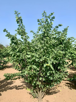 Cercis siliquastrum Motte cépée hauteur 300-350 cm