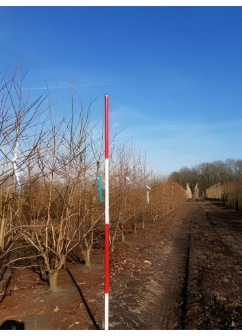 LIQUIDAMBAR styraciflua Motte cépée hauteur 250-300 cm