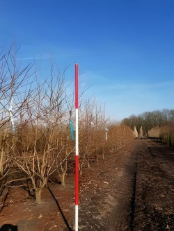 LIQUIDAMBAR styraciflua Motte cépée hauteur 250-300 cm