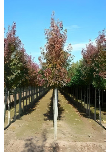 LIQUIDAMBAR styraciflua Motte tige hauteur du tronc 190-210 cm circonférence du tronc 16-18 cm