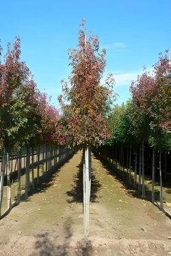 LIQUIDAMBAR styraciflua Motte tige hauteur du tronc 190-210 cm circonférence du tronc 16-18 cm