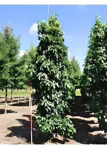 Liquidambar Styraciflua Slender Silhouette Motte tige branchue de la base circonférence du tronc 14-16 cm