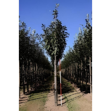 Prunus Padus Motte tige hauteur du tronc 190-210 cm circonférence du tronc 18-20 cm