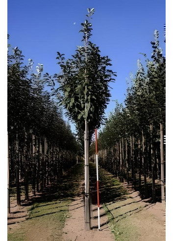 Prunus Padus Motte tige hauteur du tronc 190-210 cm circonférence du tronc 18-20 cm