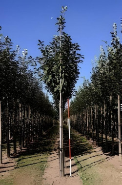 Prunus Padus Motte tige hauteur du tronc 190-210 cm circonférence du tronc 18-20 cm