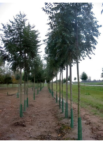 FRAXINUS excelsior Motte tige hauteur du tronc 190-210 cm circonférence du tronc 18-20 cm