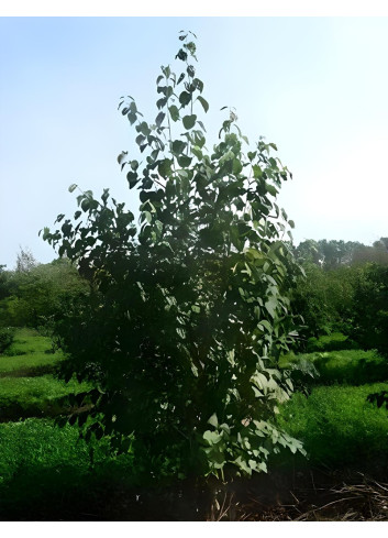 Cercidiphyllum japonicum Motte cépée hauteur 200-250 cm