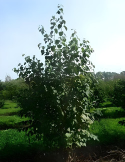 Cercidiphyllum japonicum Motte cépée hauteur 200-250 cm