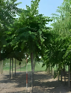 Cercis siliquastrum Motte tige hauteur du tronc 190-210 cm circonférence du tronc 16-18 cm