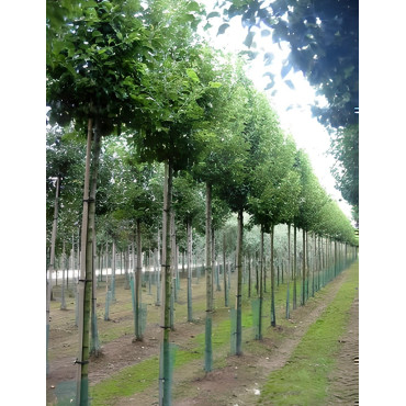 PYRUS calleryana CHANTICLEER Motte tige hauteur du tronc 190-210 cm circonférence du tronc 18-20 cm