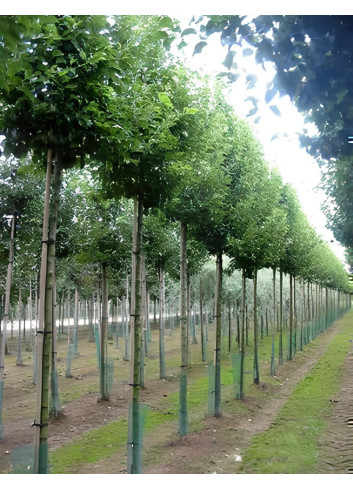 PYRUS calleryana CHANTICLEER Motte tige hauteur du tronc 190-210 cm circonférence du tronc 18-20 cm