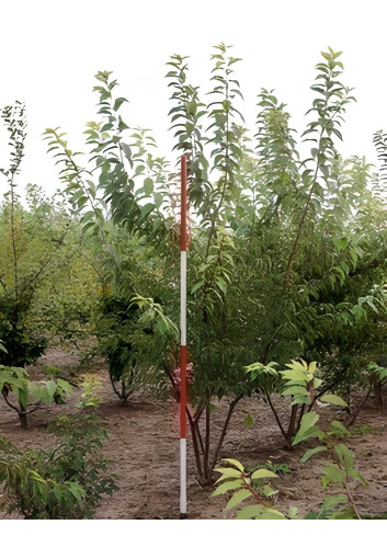Prunus Subhirtella Autumnalis Motte cépée hauteur 200-250 cm