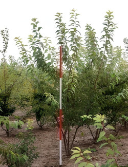 Prunus Subhirtella Autumnalis Motte cépée hauteur 200-250 cm