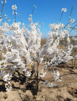 PRUNUS yedoensis Motte cépée hauteur 200-250 cm