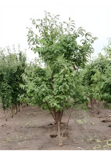 PRUNUS avium PLENA Motte cépée hauteur 250-300 cm