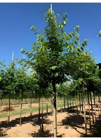 PRUNUS avium PLENA Motte tige hauteur du tronc 190-210 cm circonférence du tronc 18-20 cm
