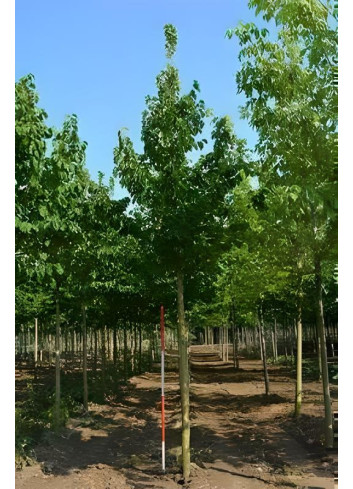 CORYLUS colurna Motte tige hauteur du tronc 190-210 cm circonférence du tronc 18-20 cm